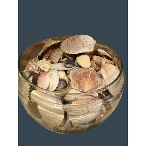 Seashells Hermit Cockill Spiral Porcupine Shells Tube Worm Fossil Coral in clear - Picture 4 of 6